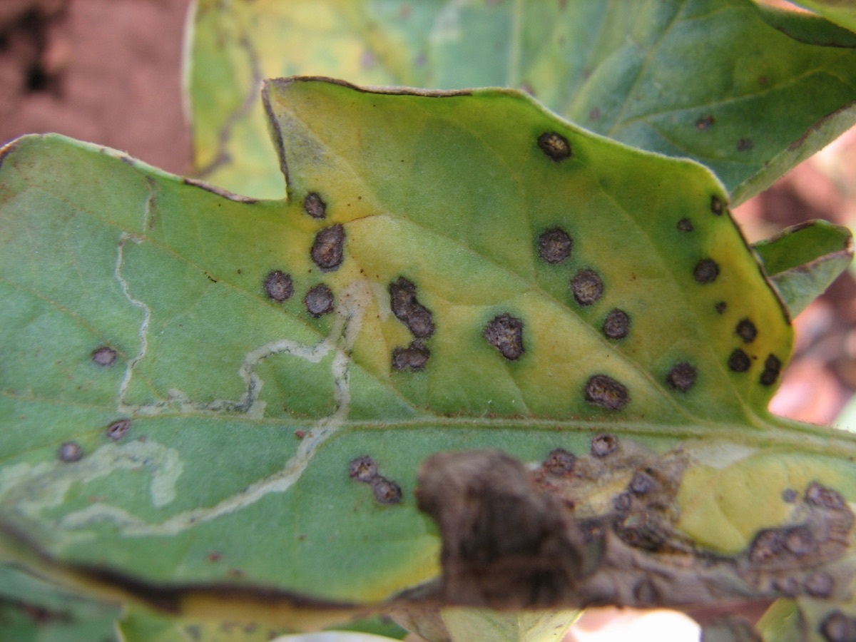 Septoriosis: síntomas, ciclo y control de la mancha foliar