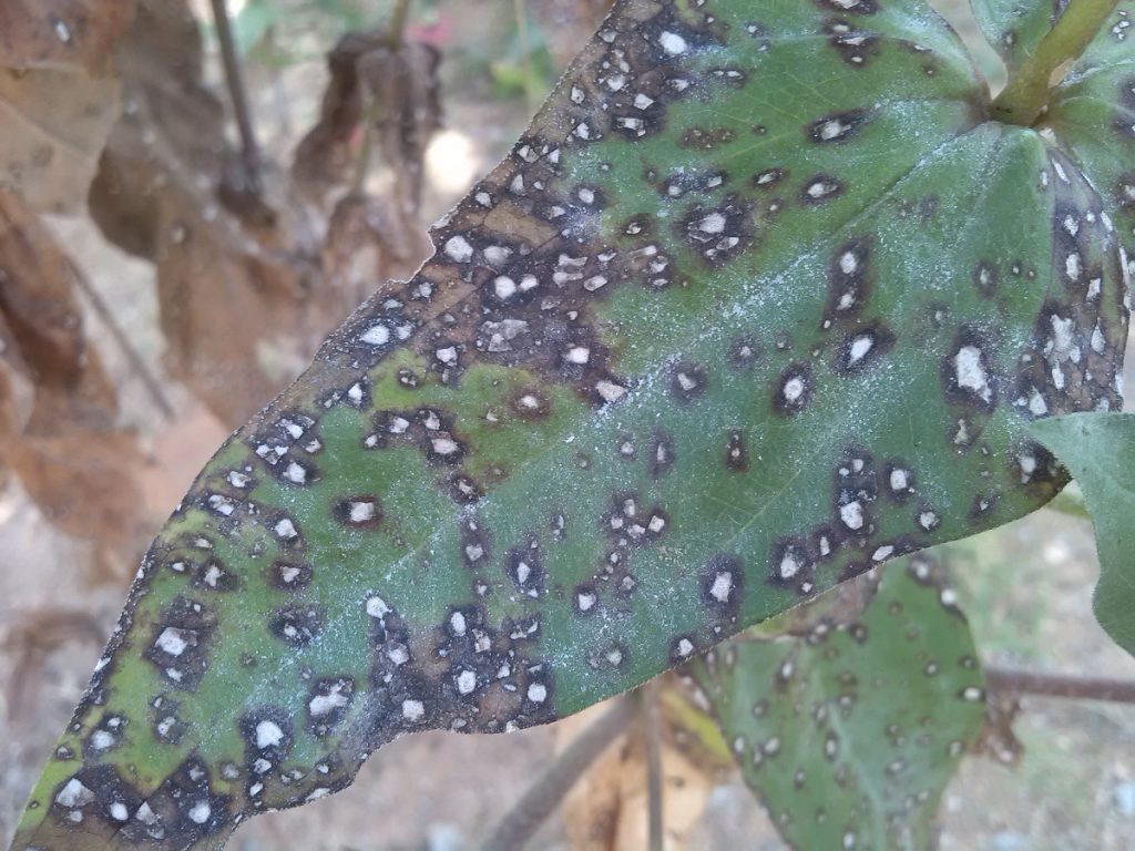 Hoja completamente cubierta por las manchas de la septoriosis