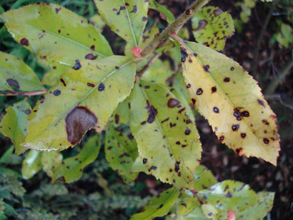 Hojas de madroño con manchas oscuras de septoriosis