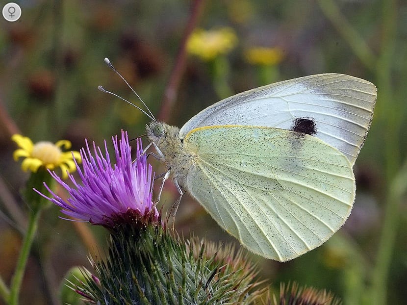 Mariposa de la col: síntomas, daños y tratamiento eficaz
