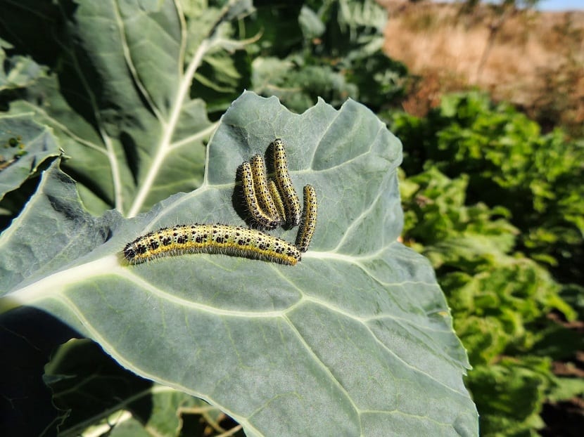 Orugas de la mariposa de la col alimentándose en grupo sobre una hoja