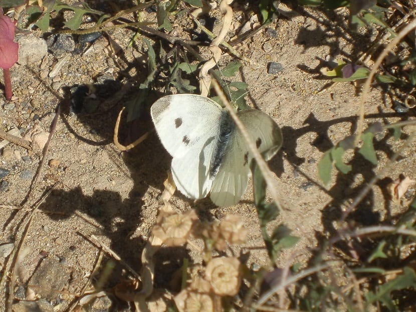 Daños de la plaga de la mariposa de la col sobre las hojas del cultivo