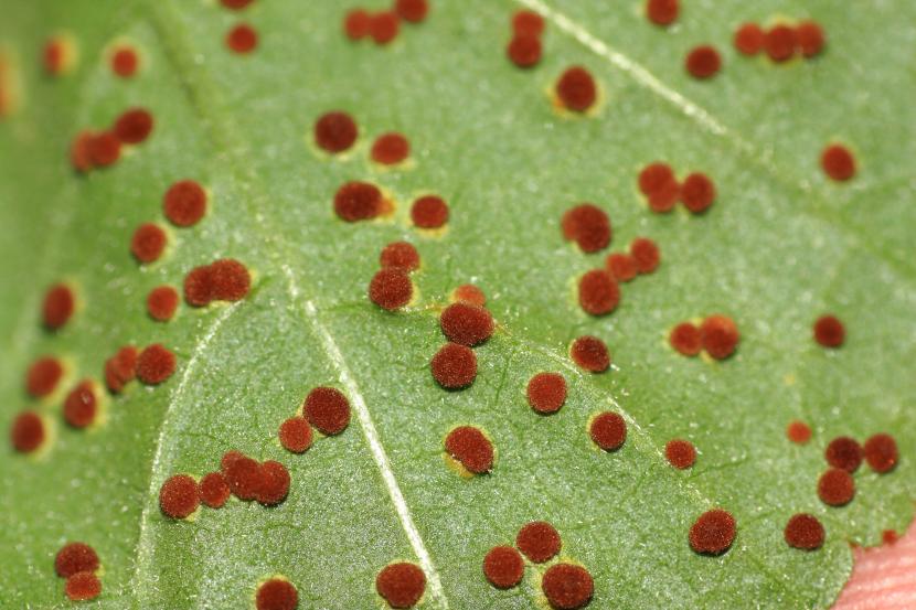 Colonia de hongos desarrollándose sobre tejido vegetal húmedo