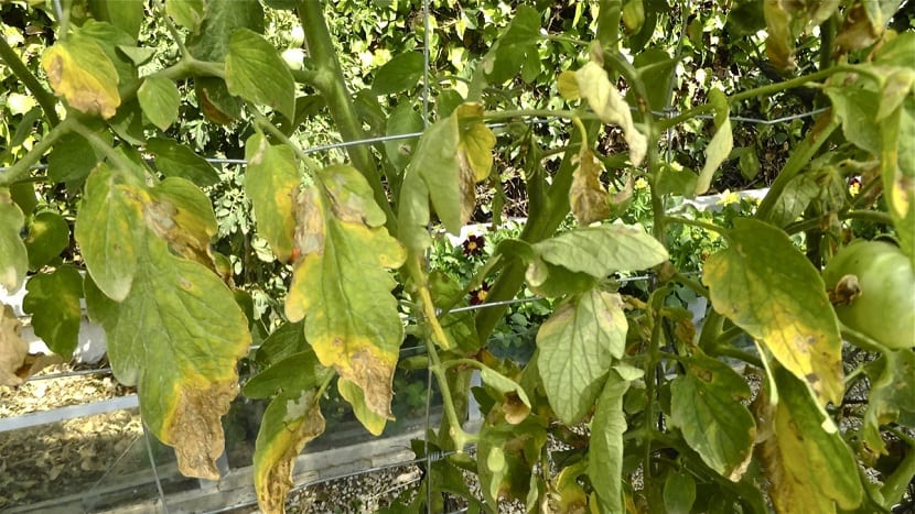 Hojas de tomate con manchas pardas de mildiu