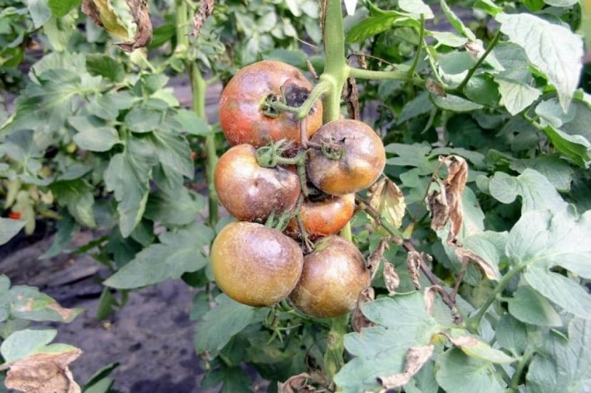 Tomate con lesión parda y abollada causada por el mildiu
