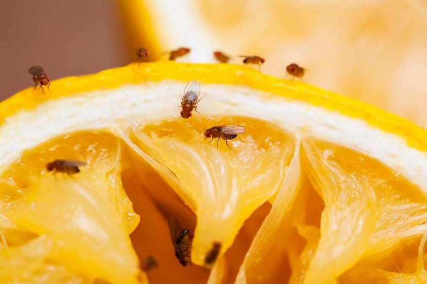 Mosca de la fruta: síntomas, prevención y control