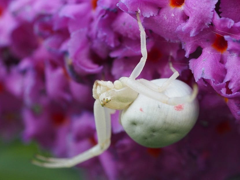 Polyphagotarsonemus latus, la araña blanca, vista al microscopio