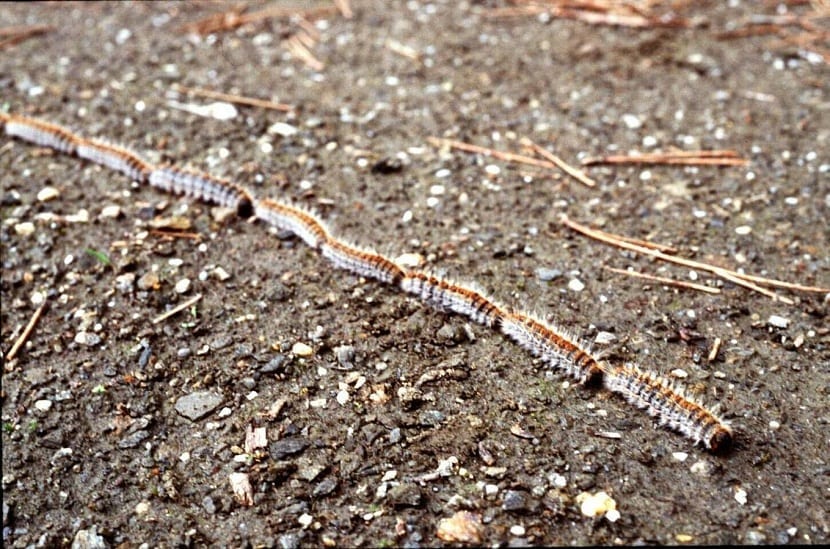 Oruga de procesionaria del pino con sus pelos urticantes