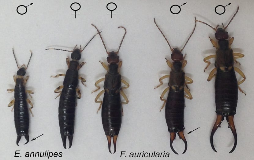 Comparación entre macho y hembra de tijereta según la forma de las pinzas