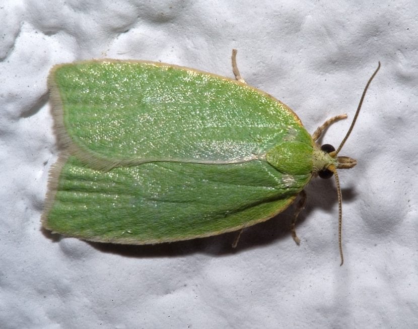 Adulto de Tortrix viridana con las alas anteriores verdes