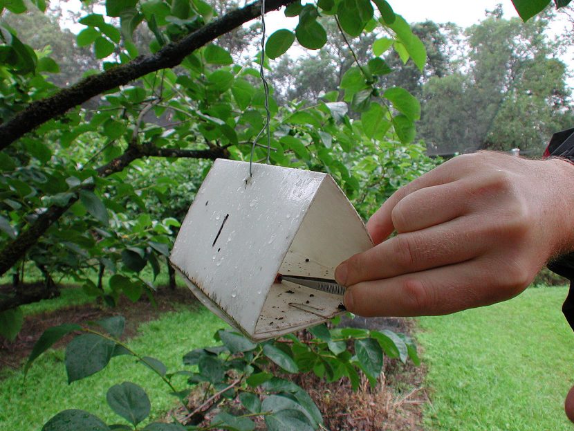 Trampa de feromonas colgada en un árbol frutal