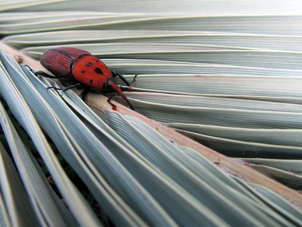 Picudo rojo en palmeras: tratamiento natural y químico