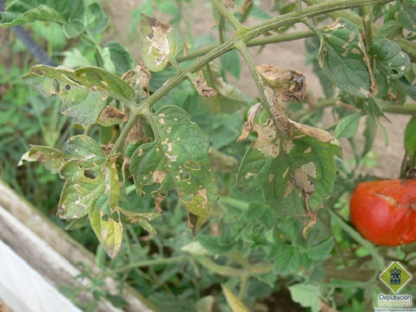 Daños de la tuta del tomate en hojas y frutos