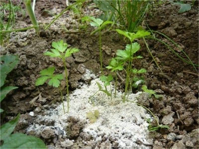 Aplicación de ceniza de madera como abono al pie de las plantas