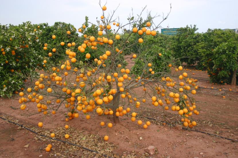 Virosis en plantas: síntomas, vectores y cómo prevenirlas