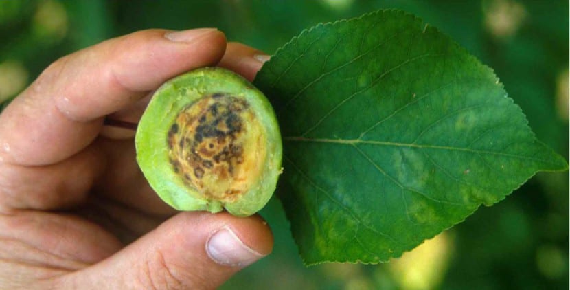 Hoja con moteado y anillos cloróticos típicos de una infección vírica