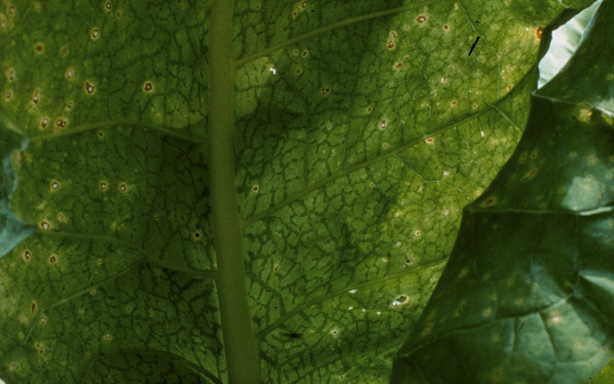 Virus del mosaico del tabaco: síntomas, contagio y control