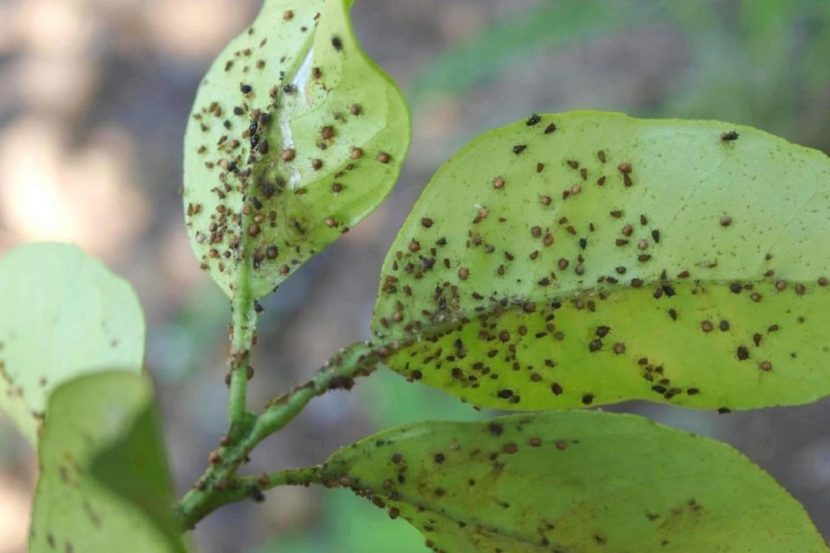 Colonia de pulgones en el envés de una hoja