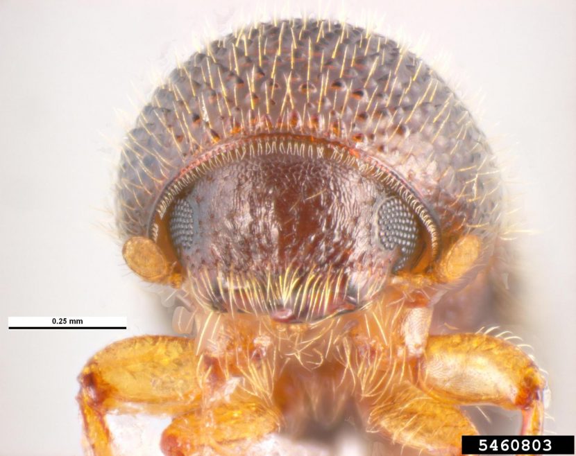 Escarabajo perforador Xylosandrus compactus sobre madera