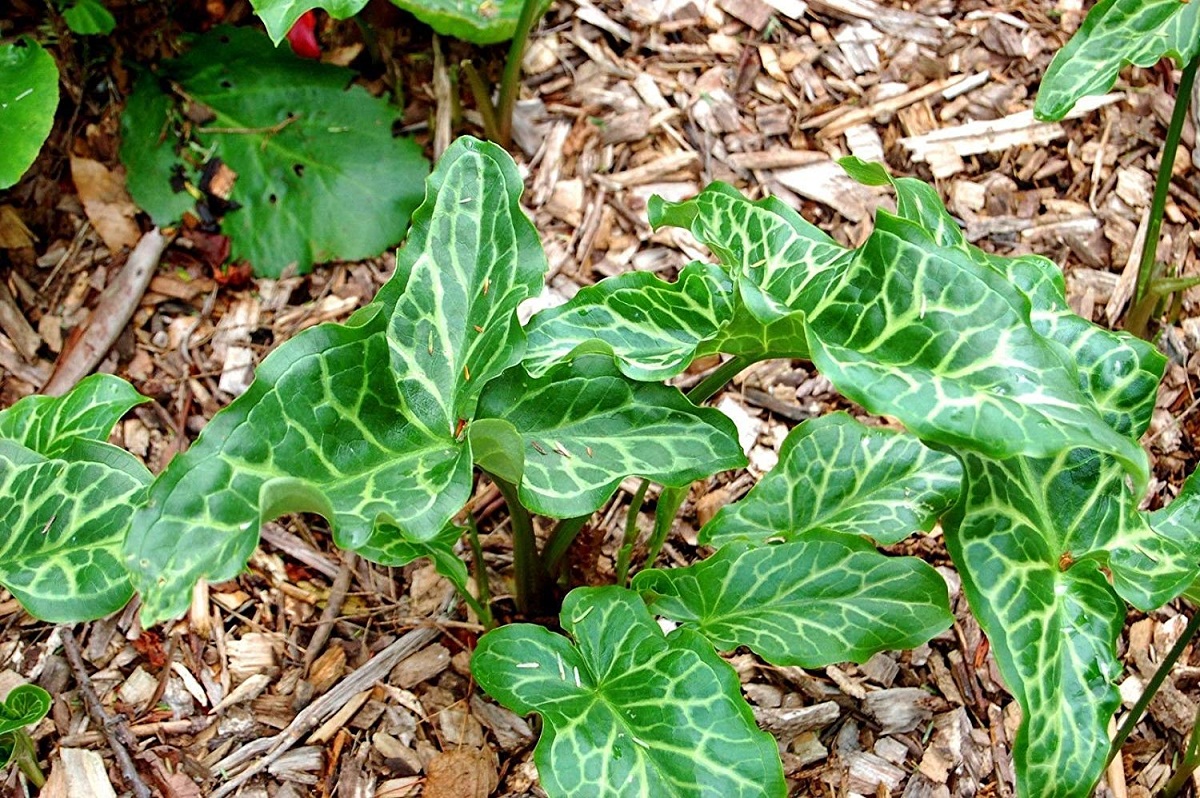 Arum italicum: cuidados, toxicidad y control en el jardín