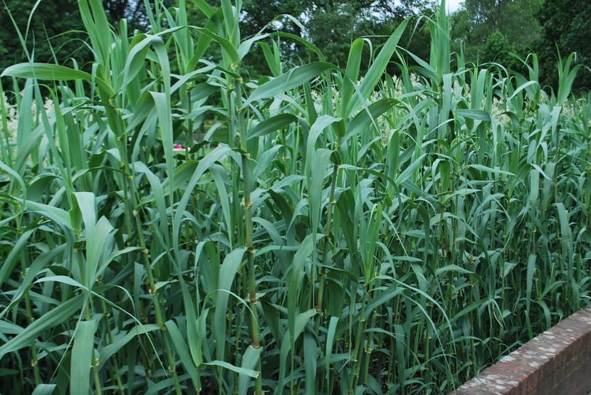 Expansión de Arundo donax colonizando un margen