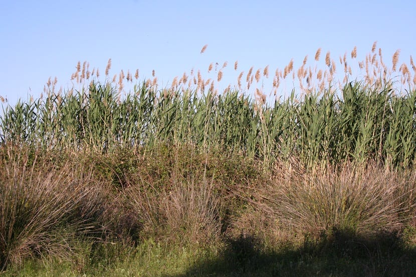 Arundo donax: por qué invade y cómo eliminar la caña común