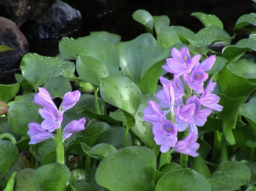 Jacinto de agua en flor, con los pecíolos inflados que le sirven de flotador