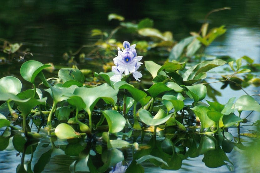 Jacinto de agua: planta invasora prohibida en España