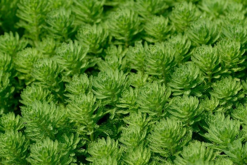 Mata de Myriophyllum aquaticum con los tallos emergiendo sobre la superficie del agua