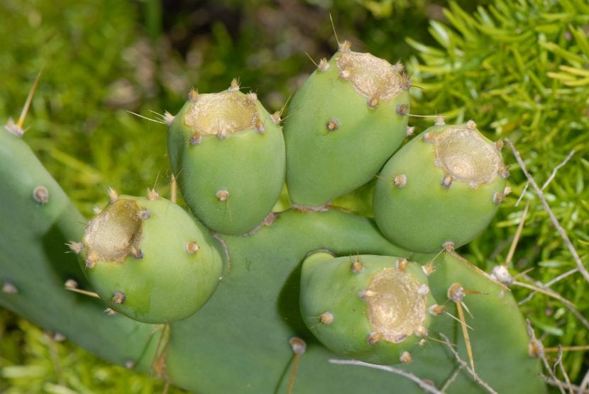Mata de Opuntia dillenii con pencas glaucas y espinas amarillas