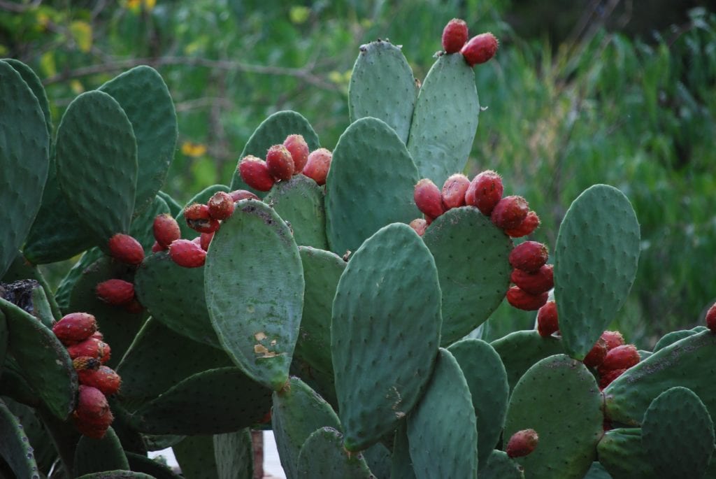 Opuntia dillenii (Opuntia stricta), la chumbera invasora