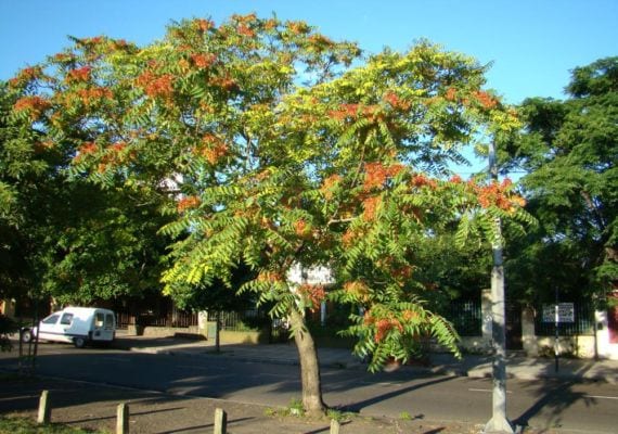 Ejemplar de Ailanthus altissima con sus hojas compuestas y racimos de sámaras