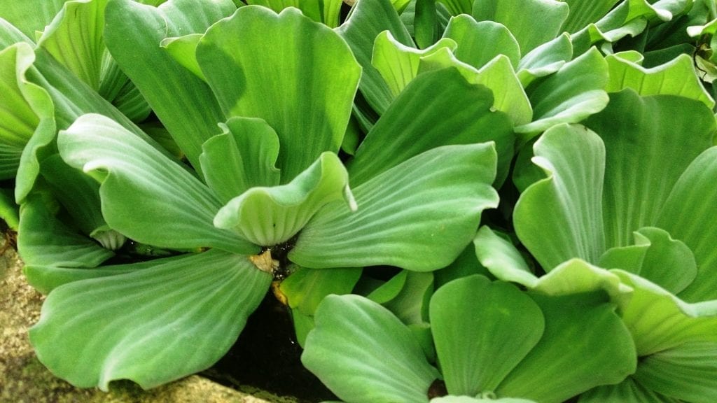 Plantas invasoras en España: especies, daños y control