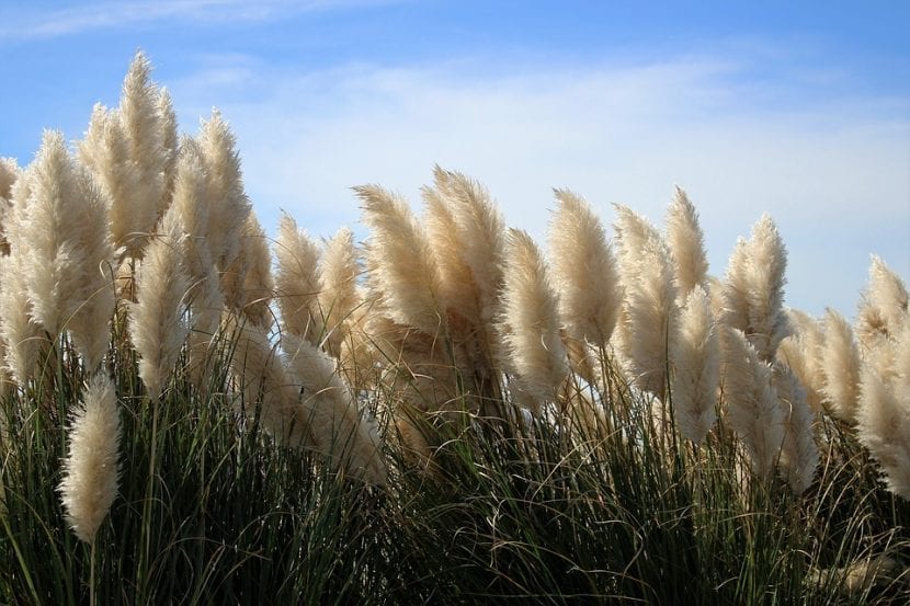 Plumeros de Cortaderia selloana colonizando un terreno removido