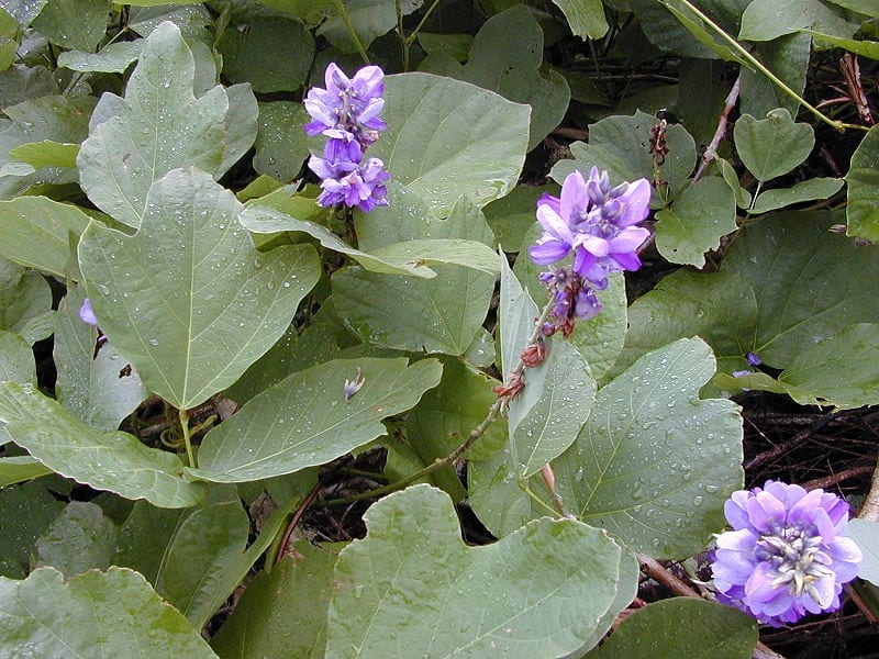 Masa de vegetación de Pueraria montana var. lobata cubriendo la vegetación