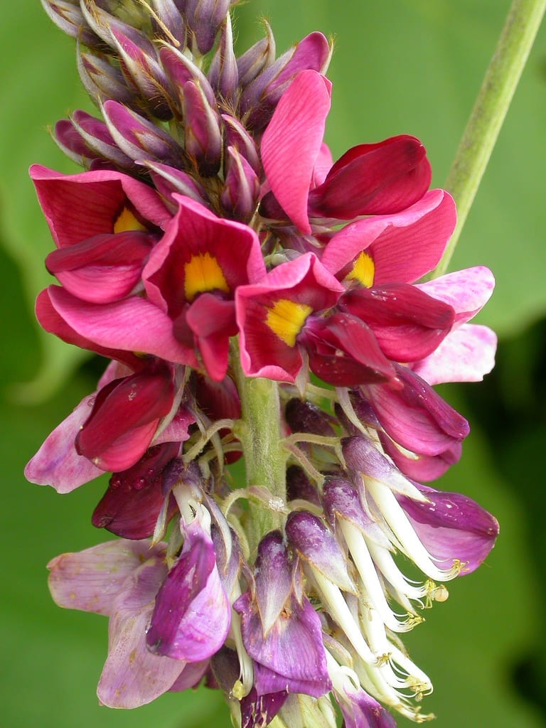 Flor púrpura en racimo de Pueraria lobata, el kudzu