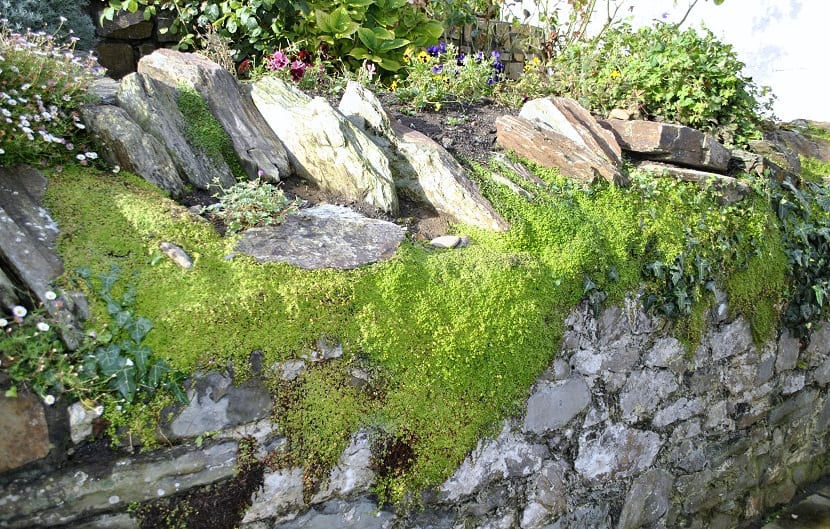 Soleirolia soleirolii formando una alfombra densa de hojas diminutas sobre piedras