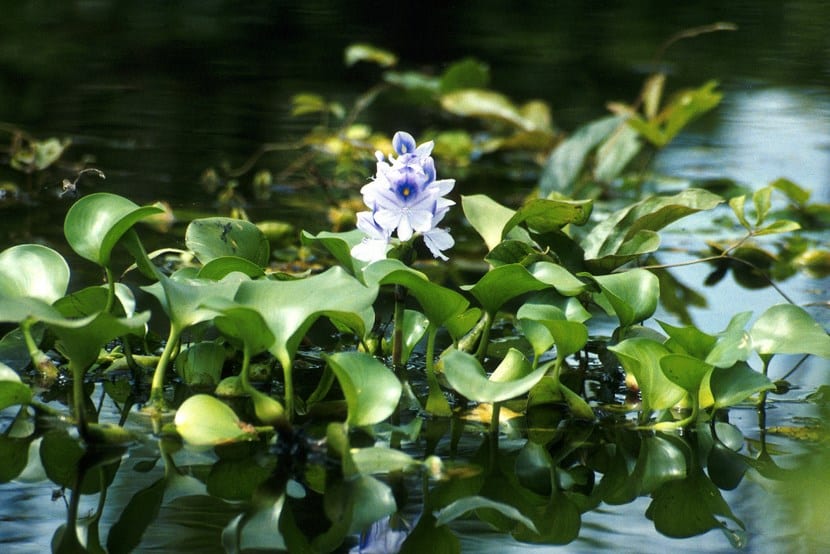 Estanque de jardín con distintos tipos de plantas acuáticas