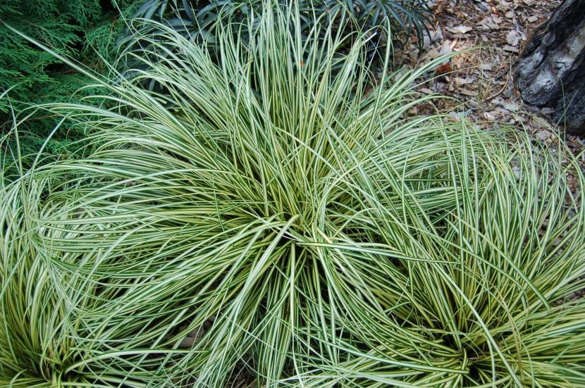 Mata de Carex oshimensis Evergold con follaje rayado de crema