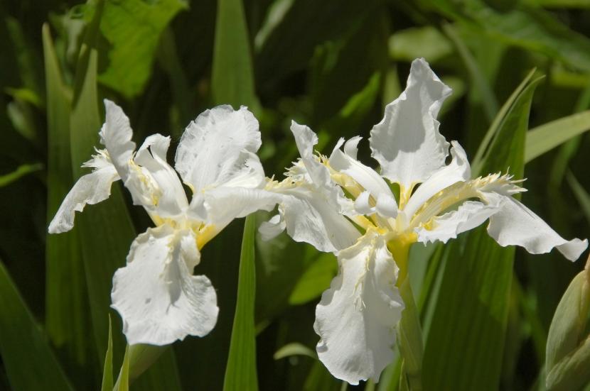 Plantas de ribera para estanque: guía de especies y plantación