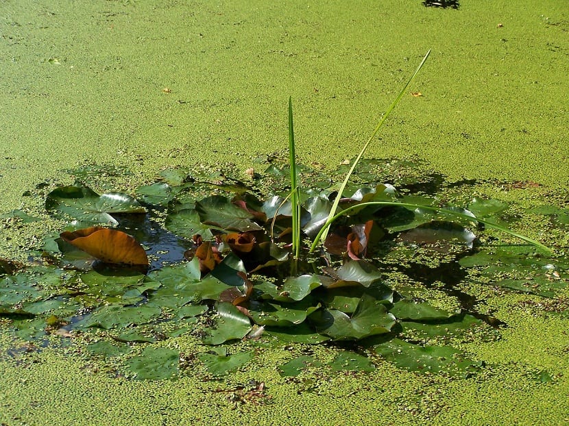 Lenteja de agua: características, reproducción y control
