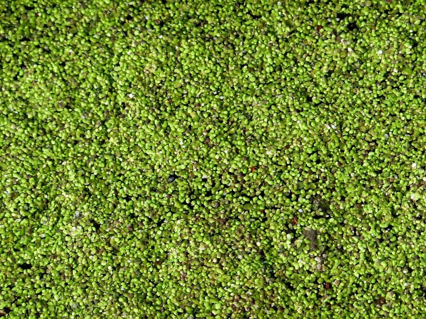 Frondas de lenteja de agua flotando en la superficie del agua