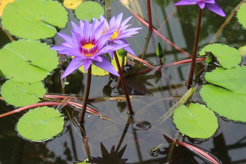 Plantas acuáticas: características, tipos y adaptaciones