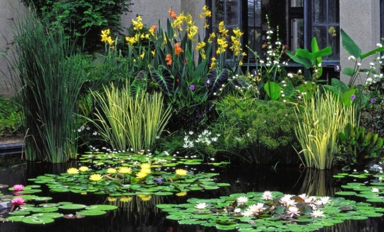 Estanque de jardín con plantas acuáticas de hoja flotante