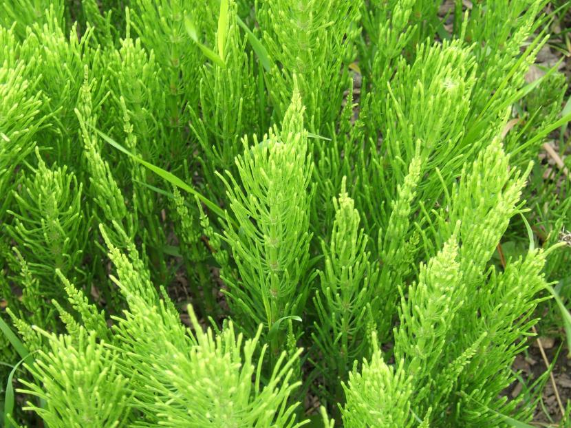 Cola de caballo (Equisetum): cultivo y cuidados en jardín húmedo