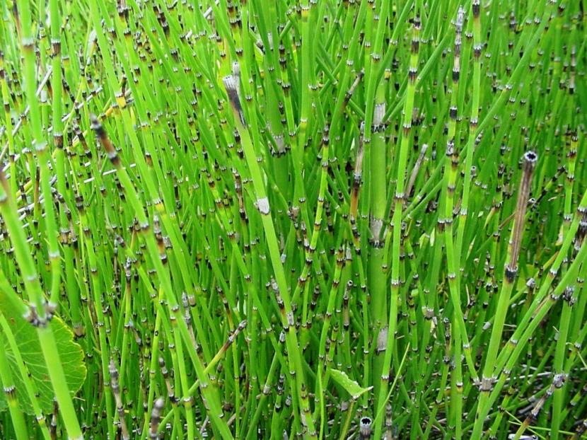 Tallos verticales de Equisetum junto al agua