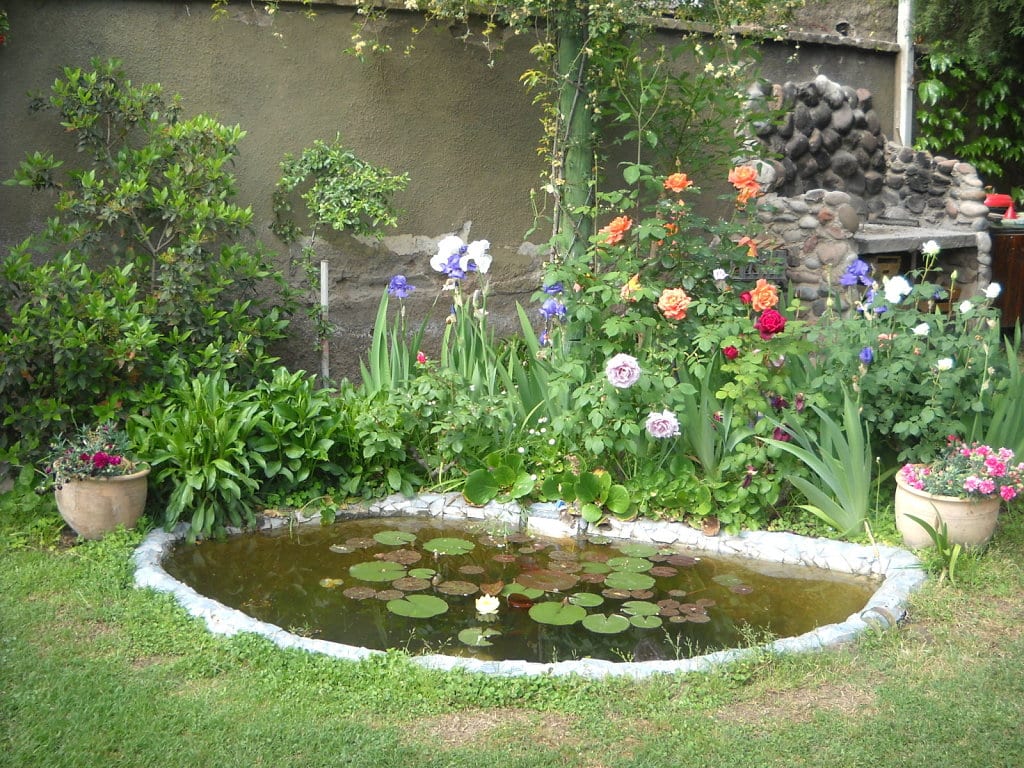 Plantas acuáticas para estanque: guía de cultivo