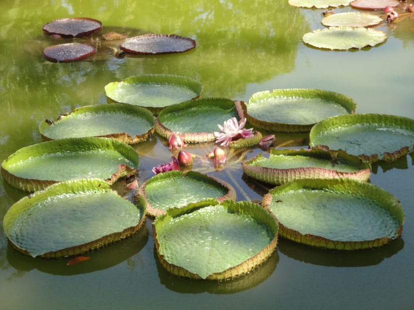 Estanque de jardín con nenúfares y plantas marginales