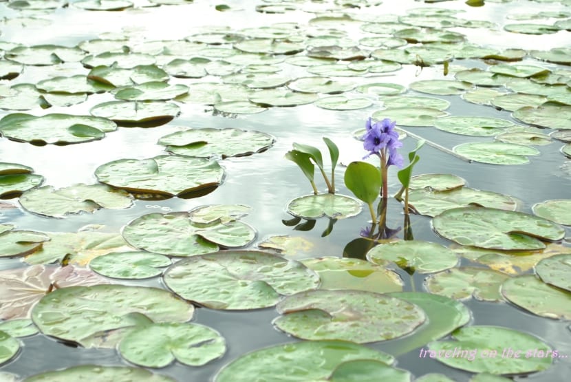 Nenúfar en flor sobre la superficie del estanque