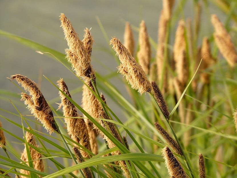 Junco rizado (Juncus effusus Spiralis): cultivo y cuidados